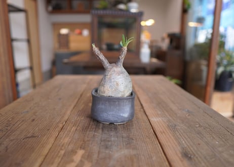 パキポディウム　グラキリス　 Pachypodium Gracilius