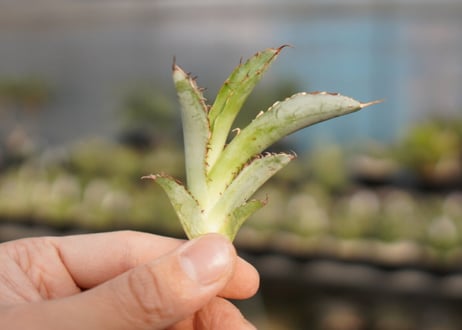 Agave titanota 'black and blue'　カキ子　No.4