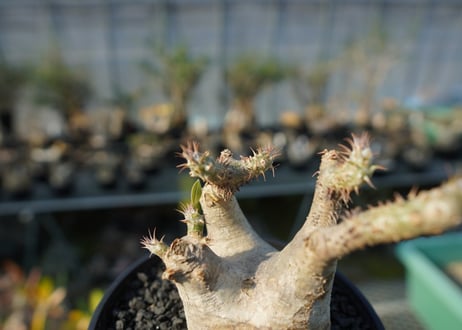 パキポディウム マカイエンセ　Pachypodium makayense　No.3
