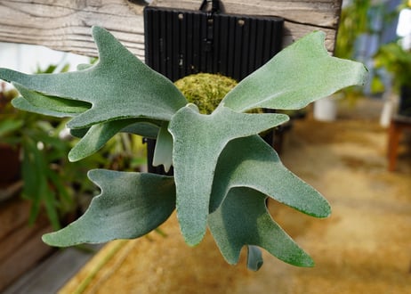 ビカクシダ　ベイチー　セルソ　P. veitchii 'Celso' (TC)