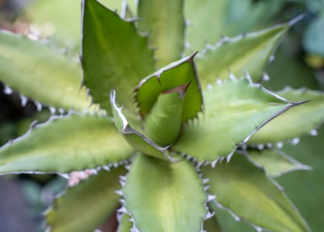 Agave kercovei x titanota NO.2