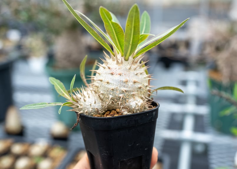 パキポディウム グラキxエブレ 沖縄実生 | mana's farm:塊根植物