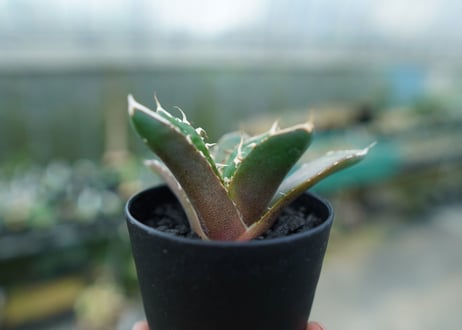 アガベ　チタノタ　鬼爪雪峰  Agave titanota “Onitsume Yukimine”　No.4