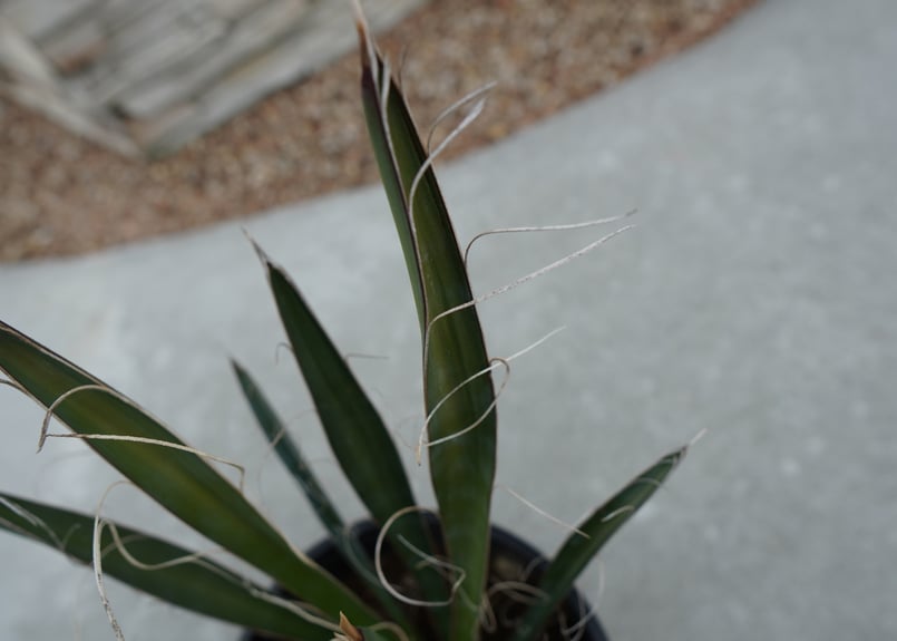 ユッカ カルネロサーナ Yucca carnerosana No.1 | mana's fa