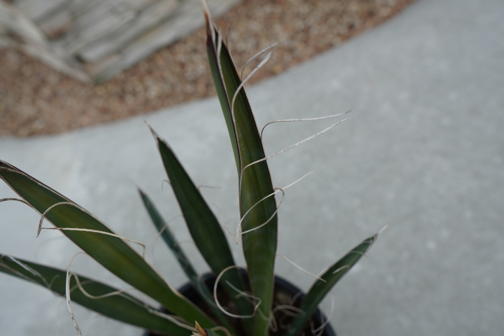 ユッカ カルネロサーナ Yucca carnerosana No.1 | mana's fa