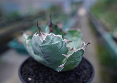 アガベ　チタノタ　 ブラックアンドブルー 　Agave titanota black and blue　No.1