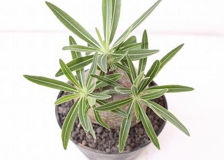 Pachypodium Gracilius パキポディウム  グラキリス  №８　緑肌　まるで実生株　葉数多