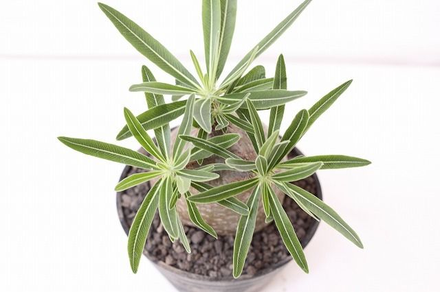 Pachypodium Gracilius パキポディウム グラキリス №8 緑肌 まるで