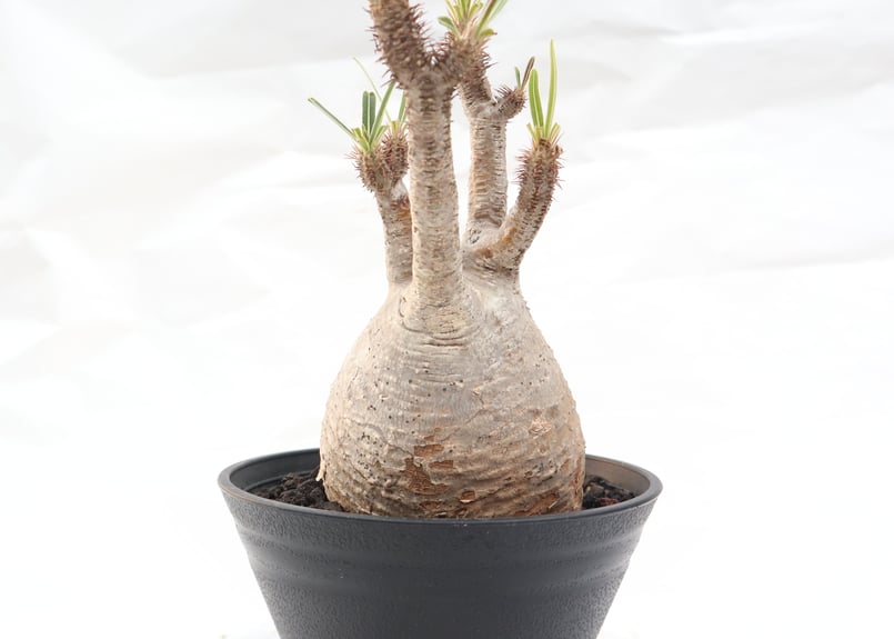 パキポディウム グラキリス no.99 | mana's farm:塊根植物・アガベ