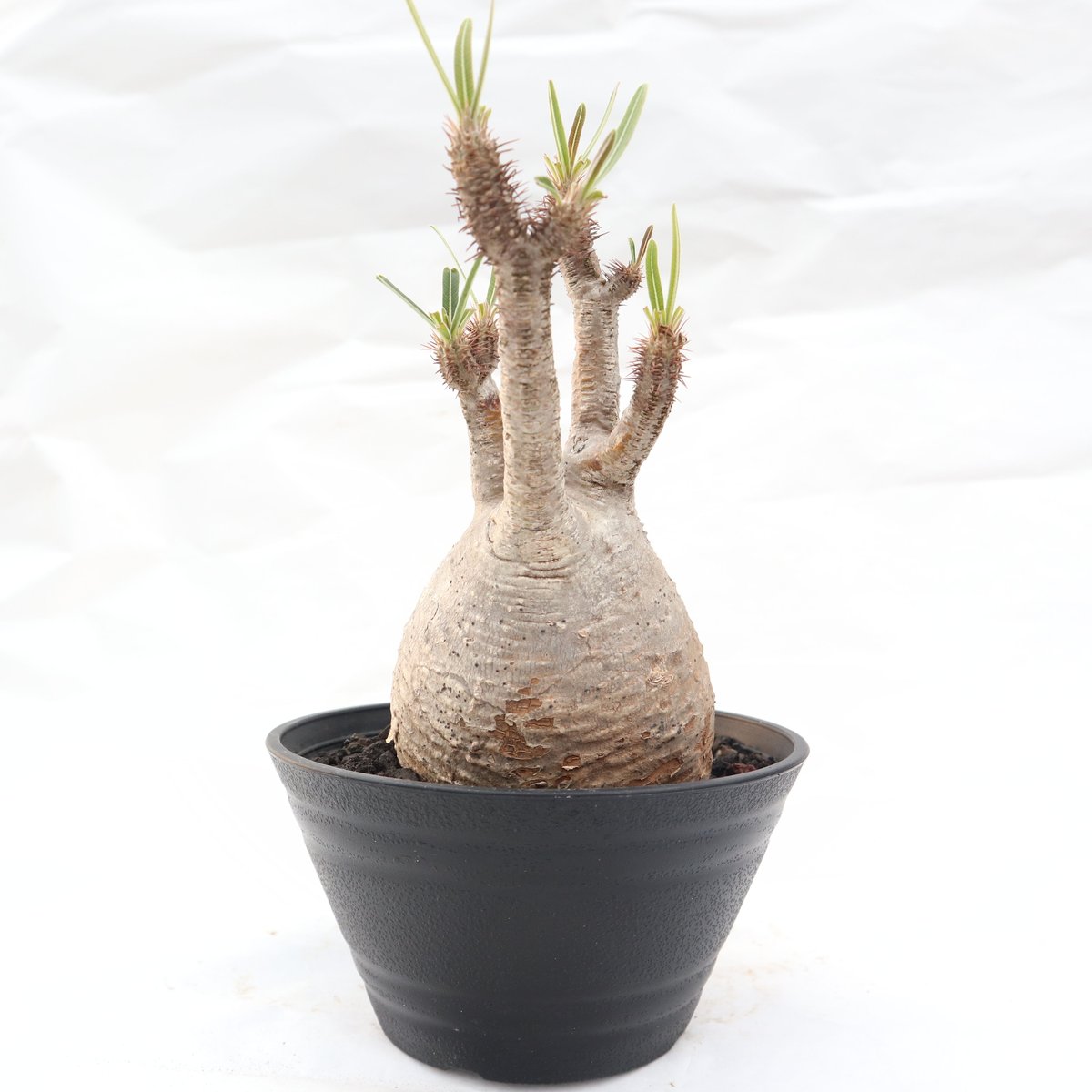 パキポディウム グラキリス no.99 | mana's farm:塊根植物・アガベ