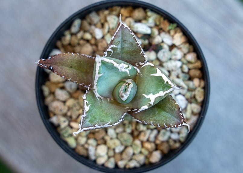 アガベ チタノタ FO-76 NO.2 | mana's farm:塊根植物・アガベ・ドライガ