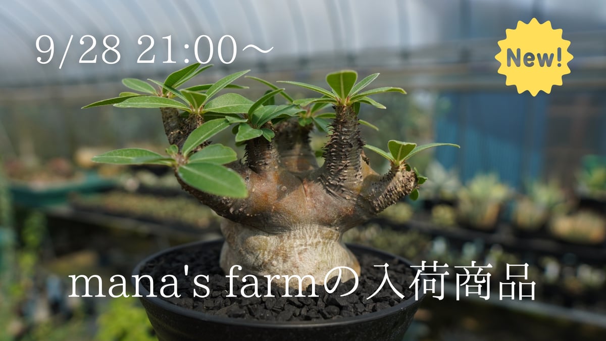 送込 発根済 パキポディウム マカイエンセ 現地球 伝市鉢 コーデックス