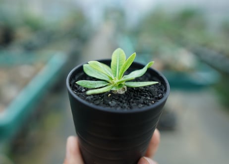 パキポディウム　恵比寿笑い　Pachypodium brevicaule　No.1