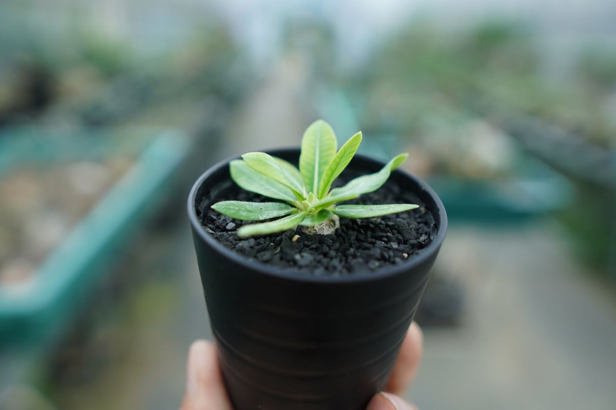 パキポディウム 恵比寿笑い Pachypodium brevicaule ⑤ パキポディウム 恵比寿笑い | GREEN LUCK