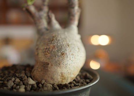 パキポディウム　グラキリス　 Pachypodium Gracilius