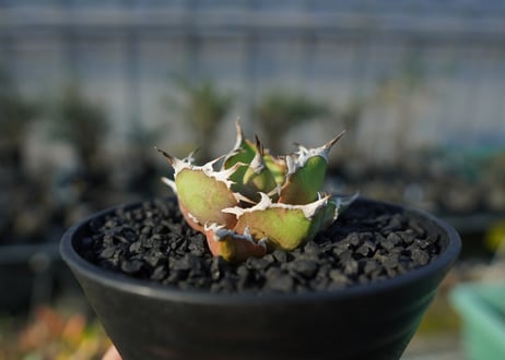 アガベ チタノタ シーザー agave titanota caesar