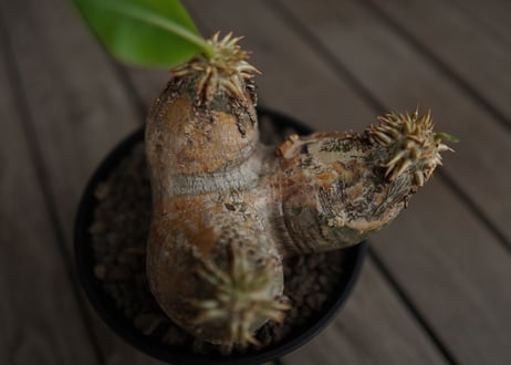 パキポディウム　エブレネウム　Pachypodium eburneum