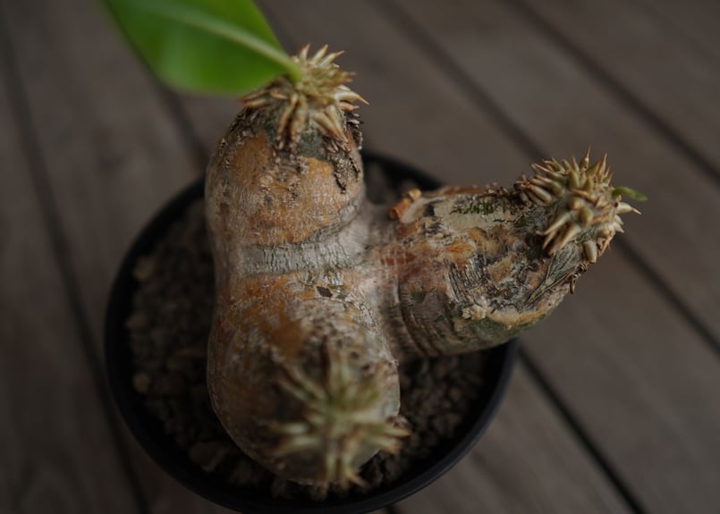 パキポディウム エブレネウム Pachypodium eburneum | mana's fa