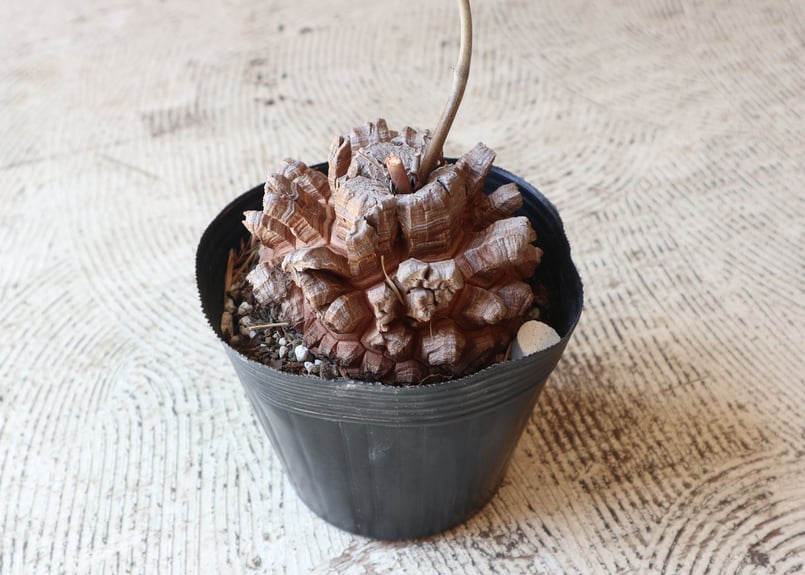 亀甲竜 | mana's farm:塊根植物・アガベ・ドライガーデン植物販売|マナ