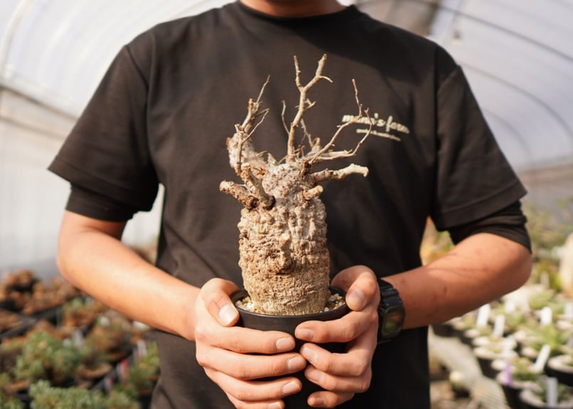 オペルクリカリア パキプス A No.32 専用 | mana's farm:塊根植物