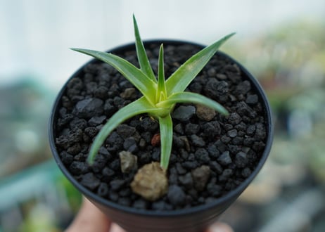 ディッキア　ムーングロー　Dyckia brevifolia  Moon Glow　No.3