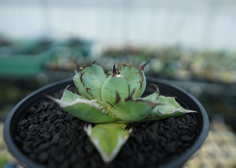 アガベ　チタノタ　黒鯨　Agave titanota black whales　No.4