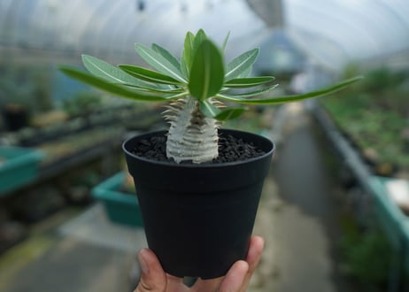 パキポディウム　恵比寿大黒　Pachypodium Densicaule　No.2