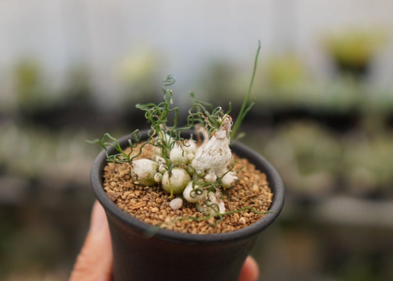 オーニソガラム トルツオスム NO.1 | mana's farm:塊根植物・アガベ