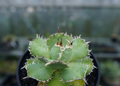 アガベ　チタノタ　フィリグリー　agave titanota filigree
