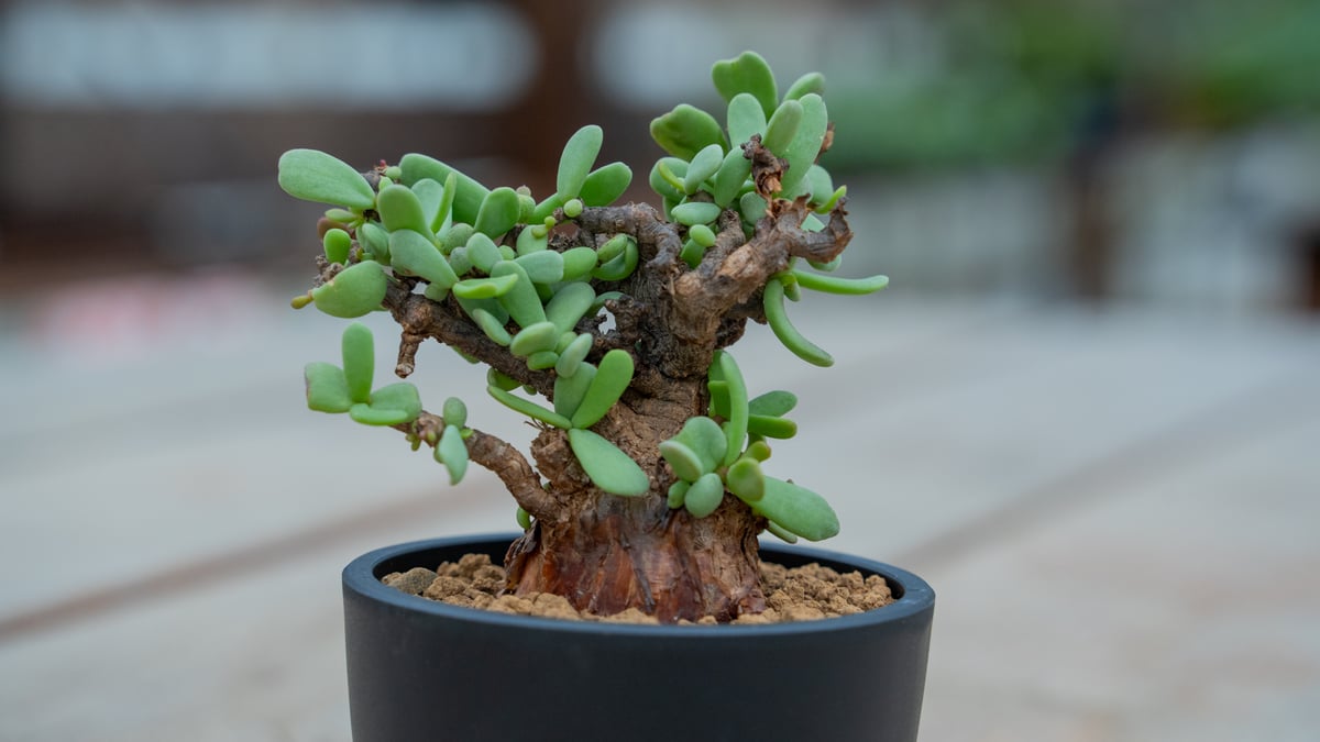 ケラリア ピグマエア 大株 雌株Cerariapygmaea プラ鉢発送 ケラリア