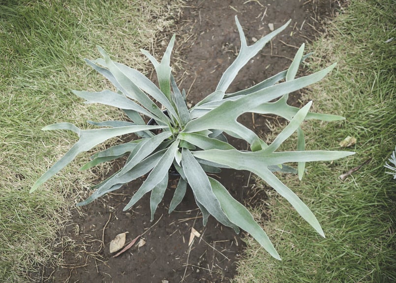 ビカクシダ ヴィーチー | mana's farm:塊根植物・アガベ・ドライ