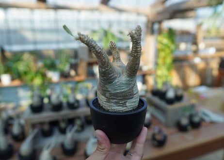 【未発根】パキポディウム　グラキリス　 Pachypodium Gracilius  No.15