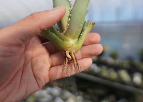 agave titanota 獅子光　lion light No.1