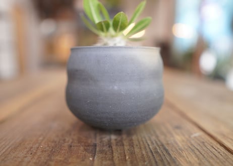 恵比寿大黒 Pachypodium Densicaule