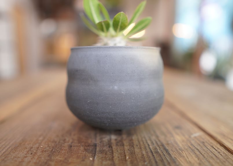 恵比寿大黒 Pachypodium Densicaule | mana's farm:塊根植物