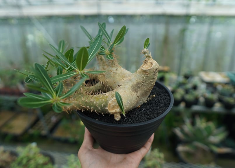 パキポディウム デンシフローラム Pachypodium densiflorum No.1