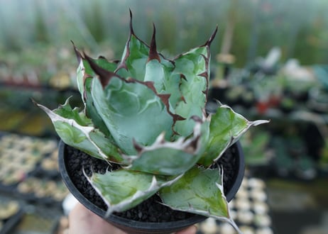 アガベ　チタノタ　 ブラックアンドブルー 　Agave titanota black and blue　No.3