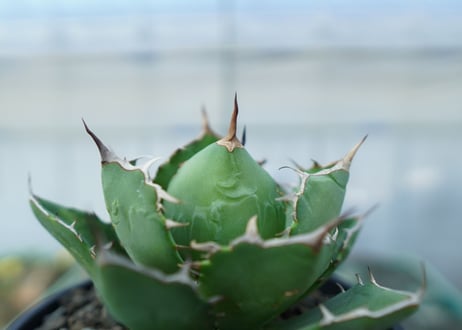 アガベ　チタノタ　FO-76　agave titanota  FO-76　No.1