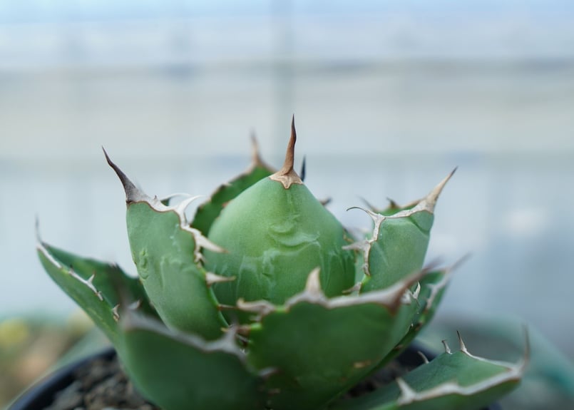 アガベ チタノタ FO-76 agave titanota FO-76 No.1 | man