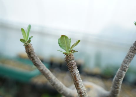 パキポディウム　グラキリス　 Pachypodium Gracilius  No.3
