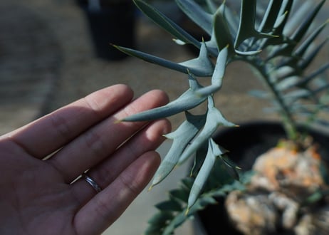 エンセファラルトス　 ホリダス　Encephalartos horridus