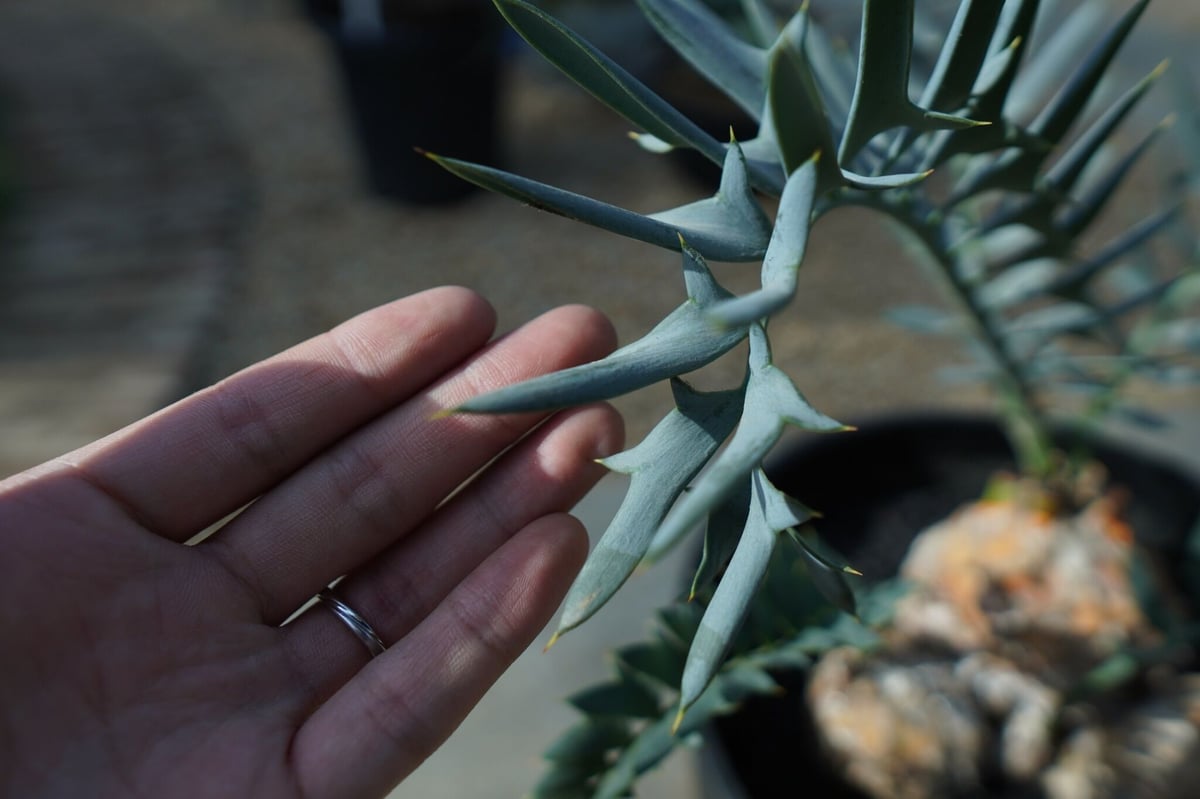 エンセファラルトス ホリダス Encephalartos horridus | mana's エンセファラルトス ホリダス Encephalartos horridus | mana's