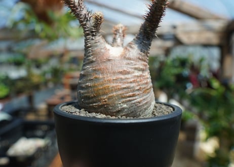 【未発根】パキポディウム　グラキリス　 Pachypodium Gracilius  No.1