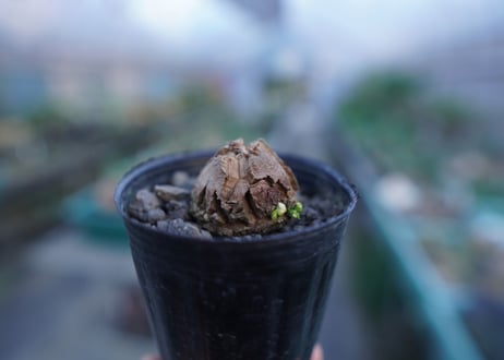 亀甲竜　Dioscorea elephantipes　No.8