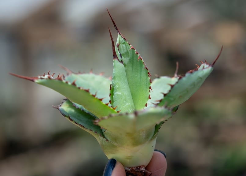 アガベ グアダラハラナ カキコ株 | mana's farm:塊根植物・アガベ