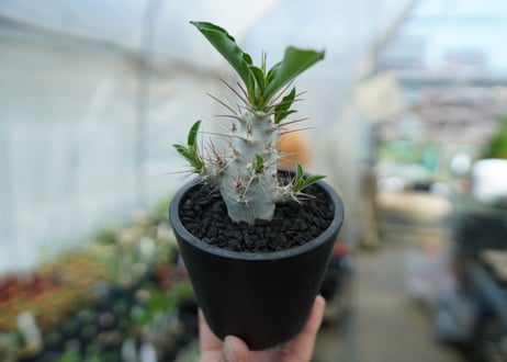 パキポディウム　サンデルシー　Pachypodeium saundersii  No.7
