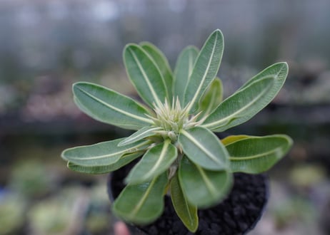 パキポディウム　デンシフローラム Pachypodium densiflorum   No.2