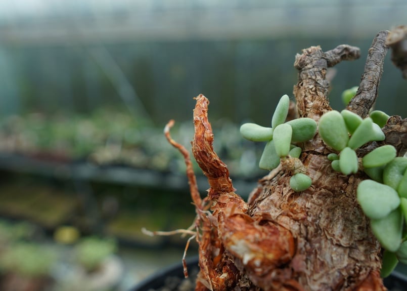 ケラリア ピグマエア Ceraria pygmaea No.3 | mana's farm:塊