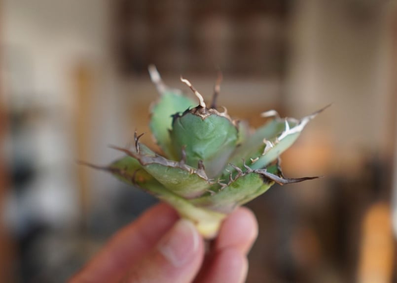 アガベ チタノタ ハデス Agave titanota Hades | mana's farm