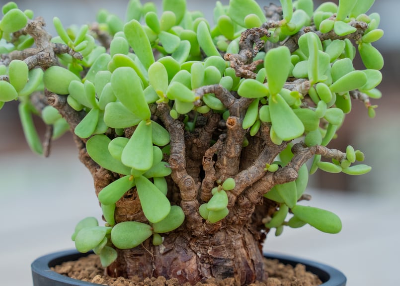 ケラリア ピグマエア NO.3 | mana's farm:塊根植物・アガベ・ドライ